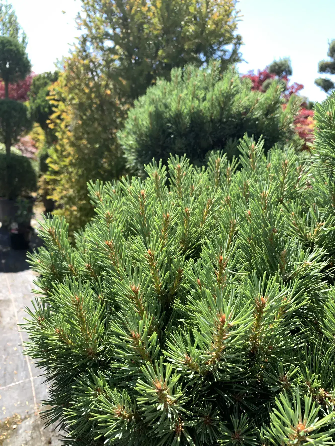 Künstlerische Baumformung und ruhige Wolkenform im Garten