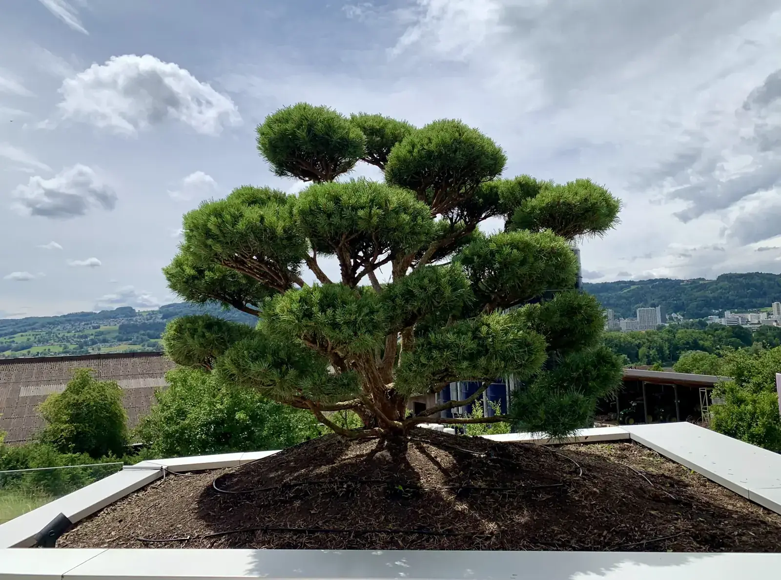 Waldkiefer (Pinus sylvestris 'Watereri') als Niwaki mit Wolkenschnitt, von Hand geformt – Region Zürich