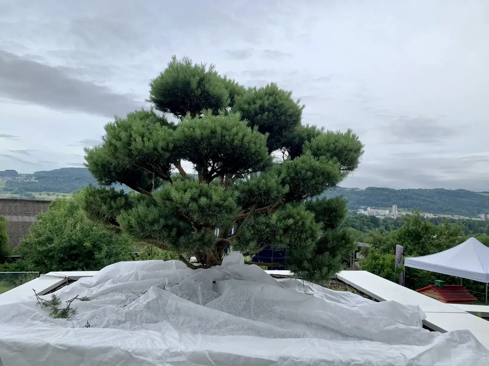 Waldkiefer (Pinus sylvestris 'Watereri') als Niwaki mit Wolkenschnitt, von Hand geformt – Region Zürich