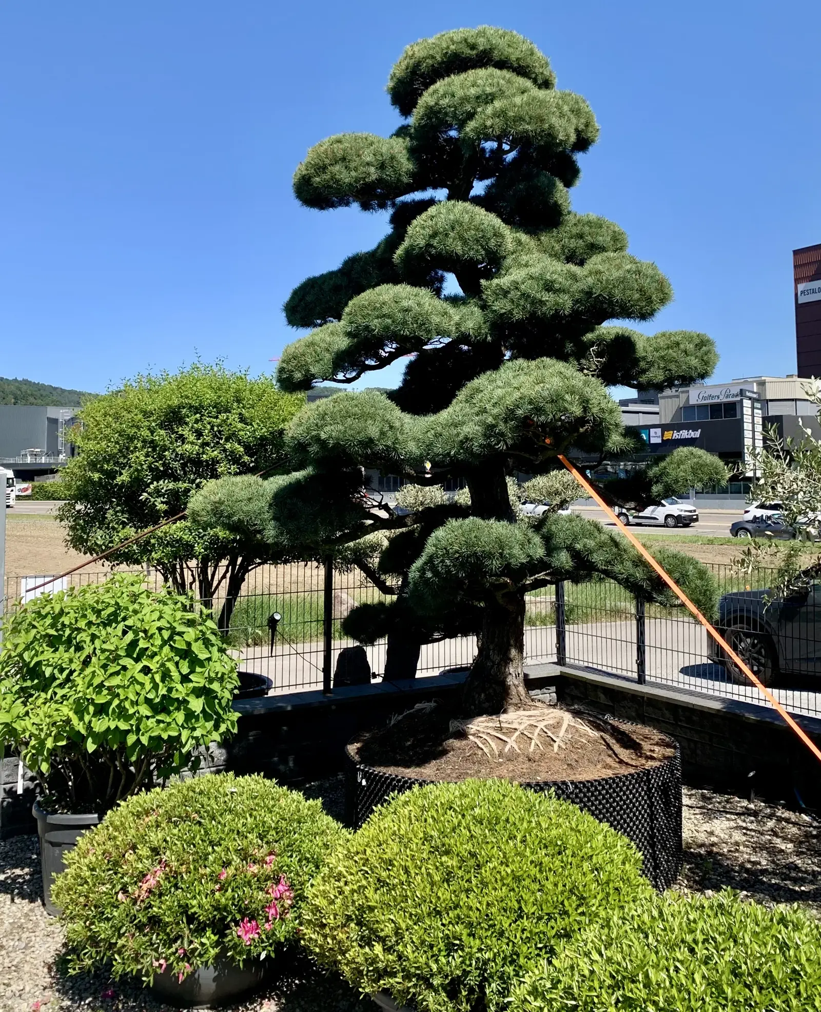 Japanischer Garten mit Niwaki und Formgehölzen – Region Zürich