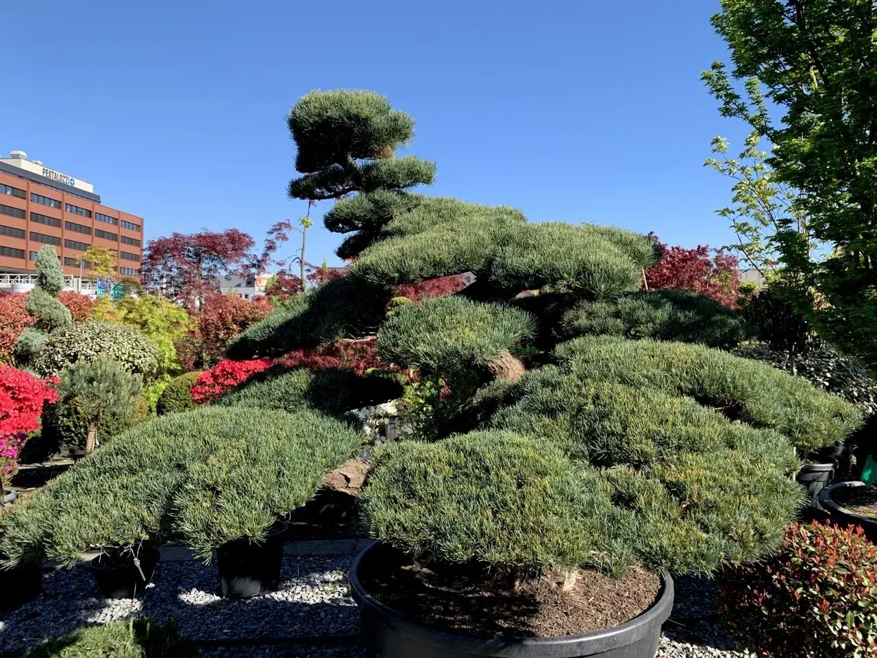 Japanischer Garten mit Niwaki und Formgehölzen – Region Zürich