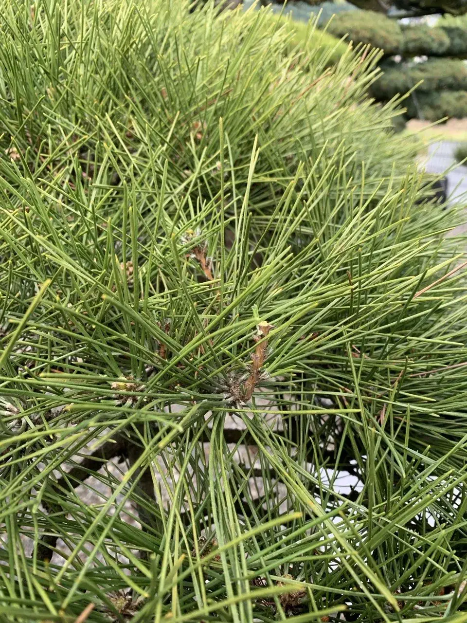 Pinus-Kerzen als neues Wachstum
