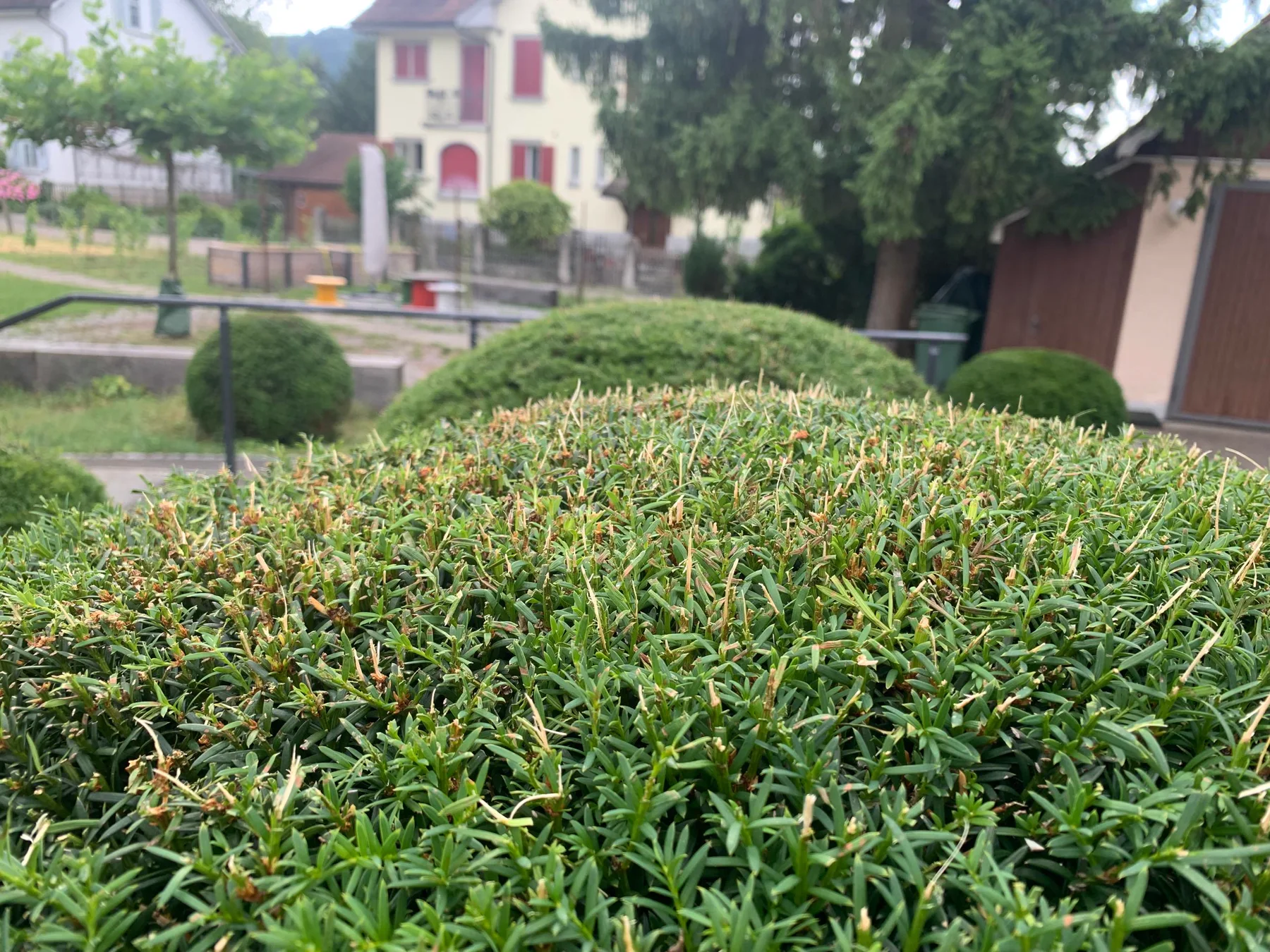 Taxus baccata mit unruhiger Oberflaeche nach grober Motor-Heckenschere