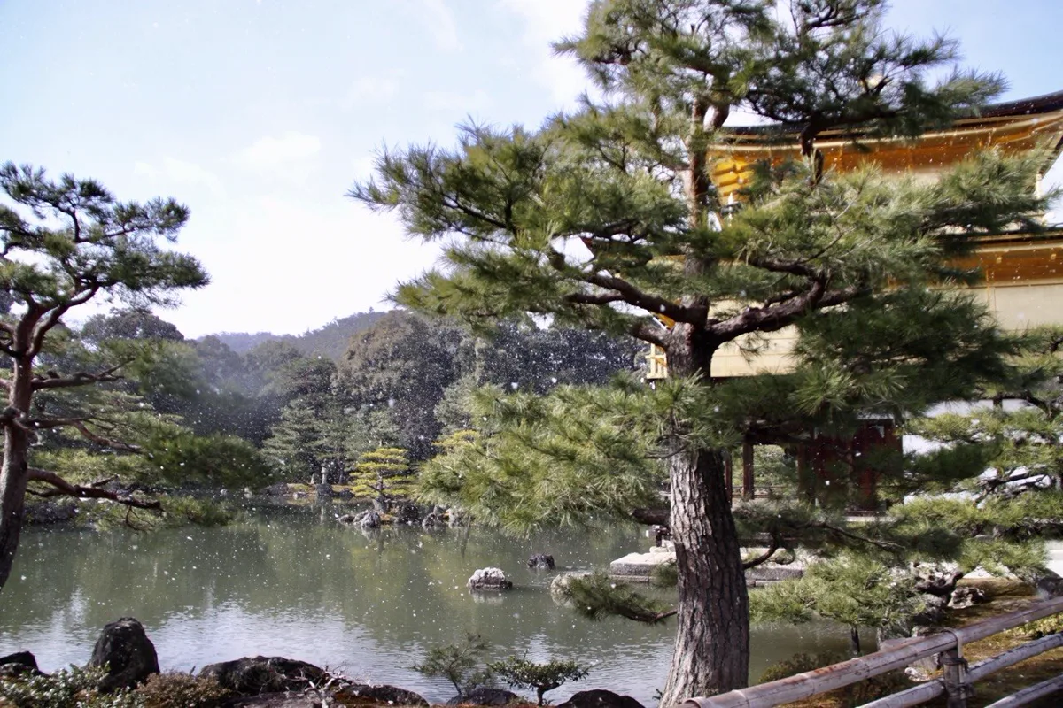 Kiefer am Wasser beim Goldenen Pavillon in Kyoto - Form, Ruhe und Raumwirkung